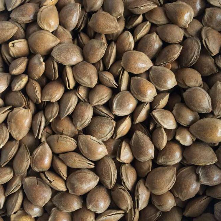 杏鑫(杏鑫官网招聘信息)